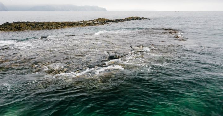 Wildlife Encounters - Rocks and Seals on Coast