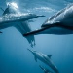 Outdoor Adventures - Photo of Pod of Dolphins