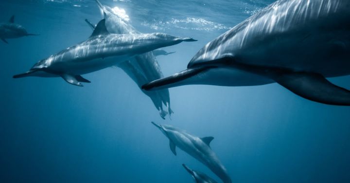 Outdoor Adventures - Photo of Pod of Dolphins