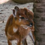 Wildlife Encounters - Small Herbivore by Palm Tree