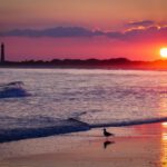 Cape May - silhouette photography of bird on seashore during golden houir