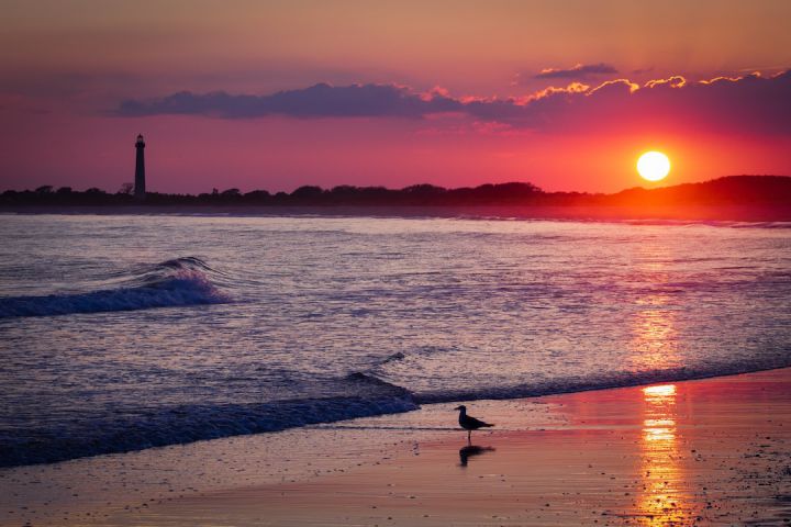 Cape May - silhouette photography of bird on seashore during golden houir