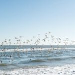 Cape May - flock of birds flying over the sea during daytime