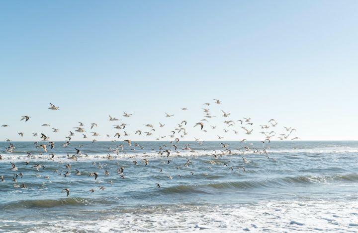 Cape May - flock of birds flying over the sea during daytime