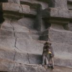 Wildlife Encounters - Brown Monkey on Brown Rock