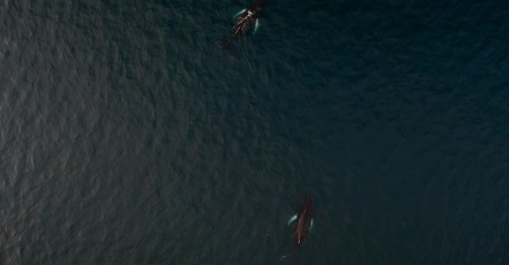 Wildlife Encounters - Aerial View of Person Riding Boat on Body of Water