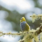 Birdwatching - Bird Perching on Branch