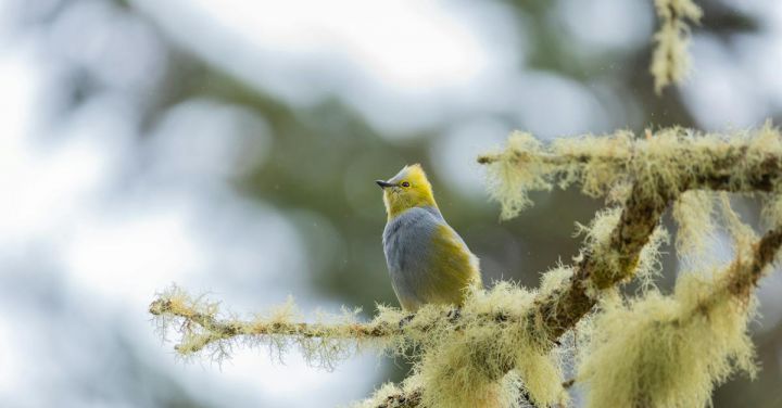 Birdwatching - Bird Perching on Branch