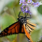 Cape May - monarch butterfly perched on purple flower in close up photography during daytime