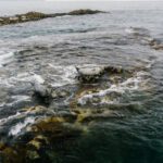 Wildlife Encounters - Ocean Waves Crashing on Shore